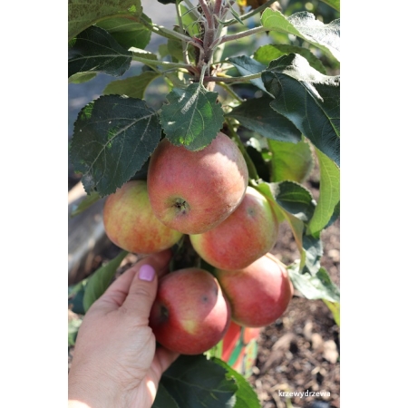 Sadzonki jabłoni kolumnowej